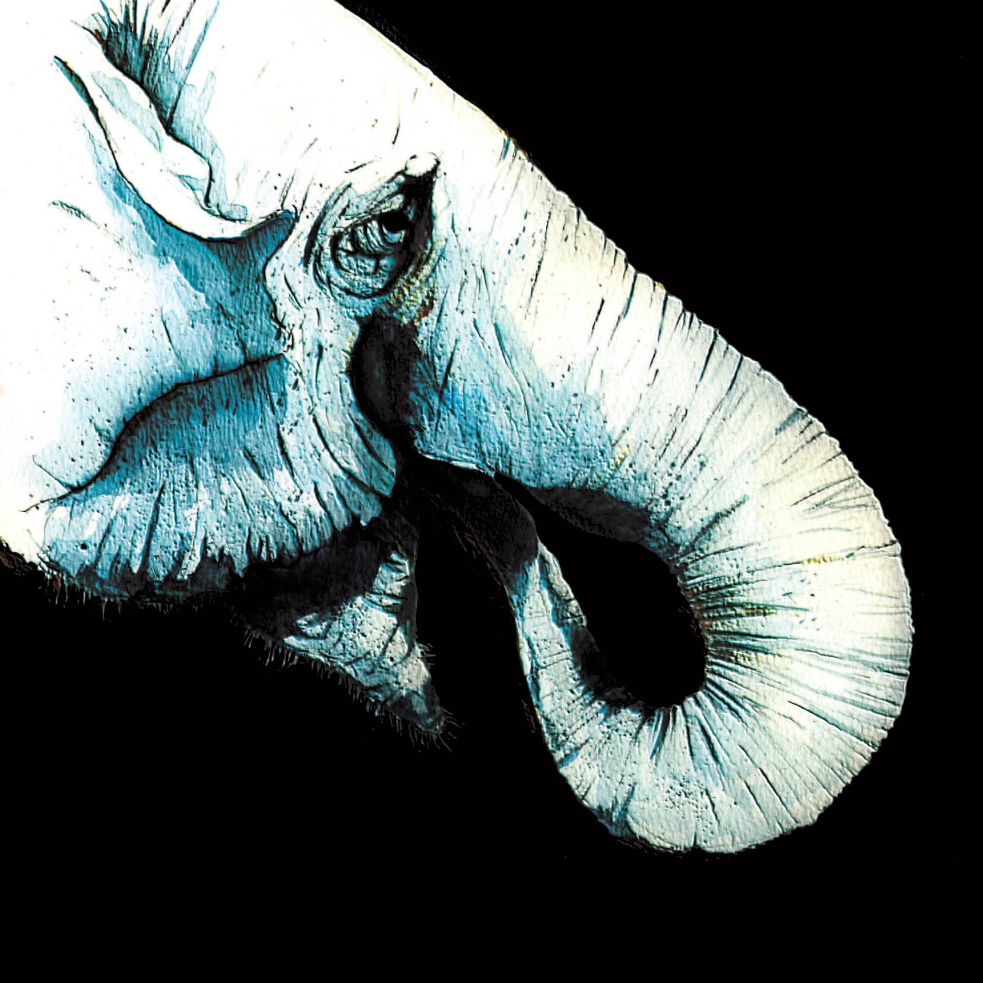 elephant